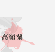 高嶺菊